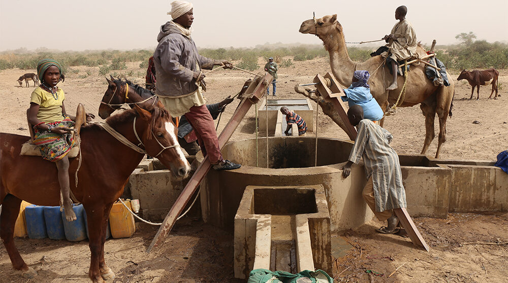 Kor vid ett vattenhål i byn Dagala i Tchad.
