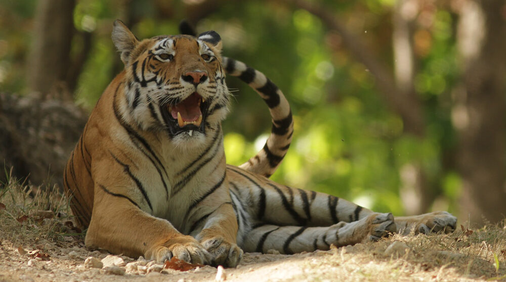 En tiger i djungeln i Indien. Foto: Mohan Moolepetlu/Unsplash.